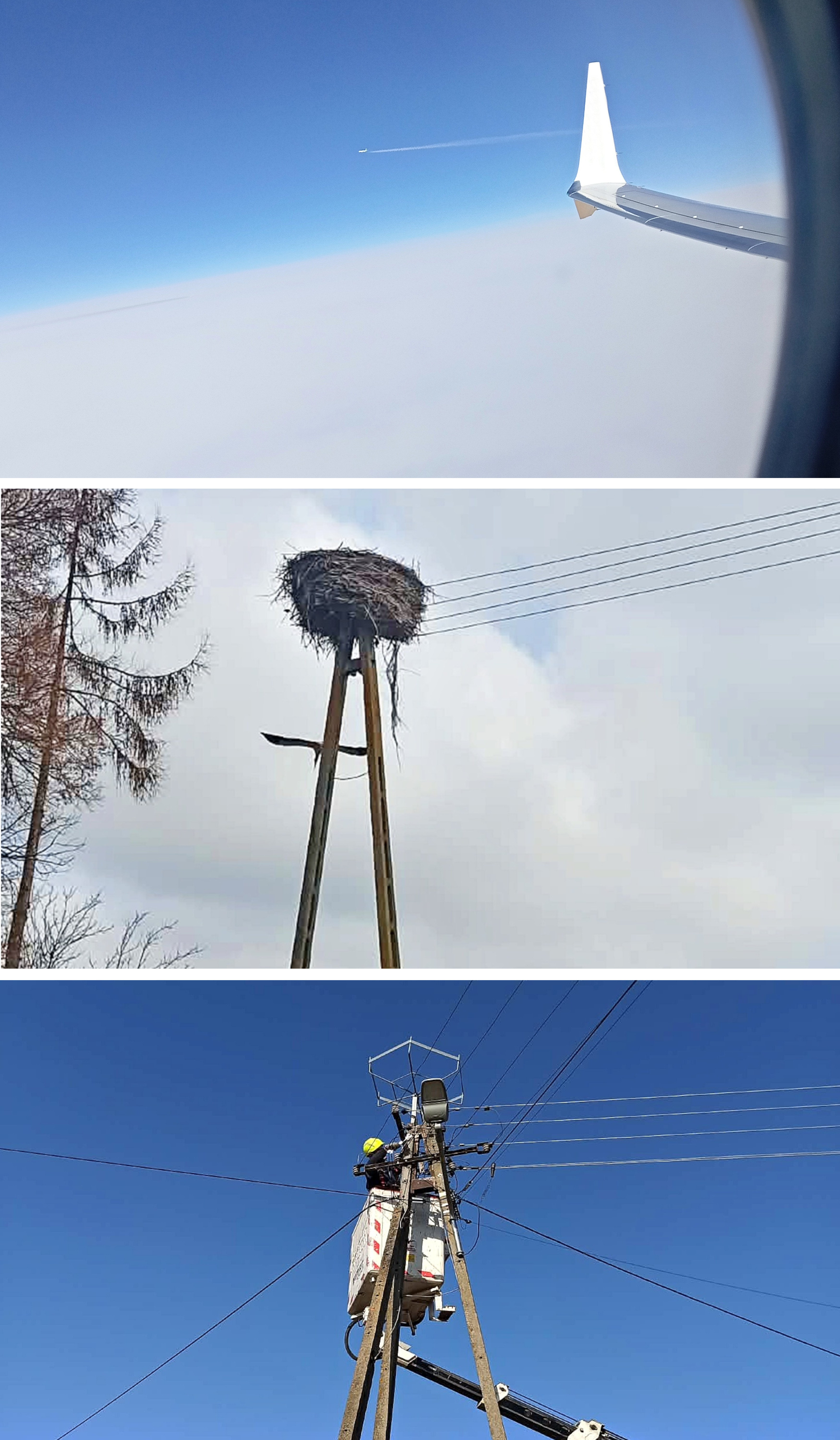 Przyleciał sam, prosto z Afryki. „Wojtek” wrócił w rodzinne strony