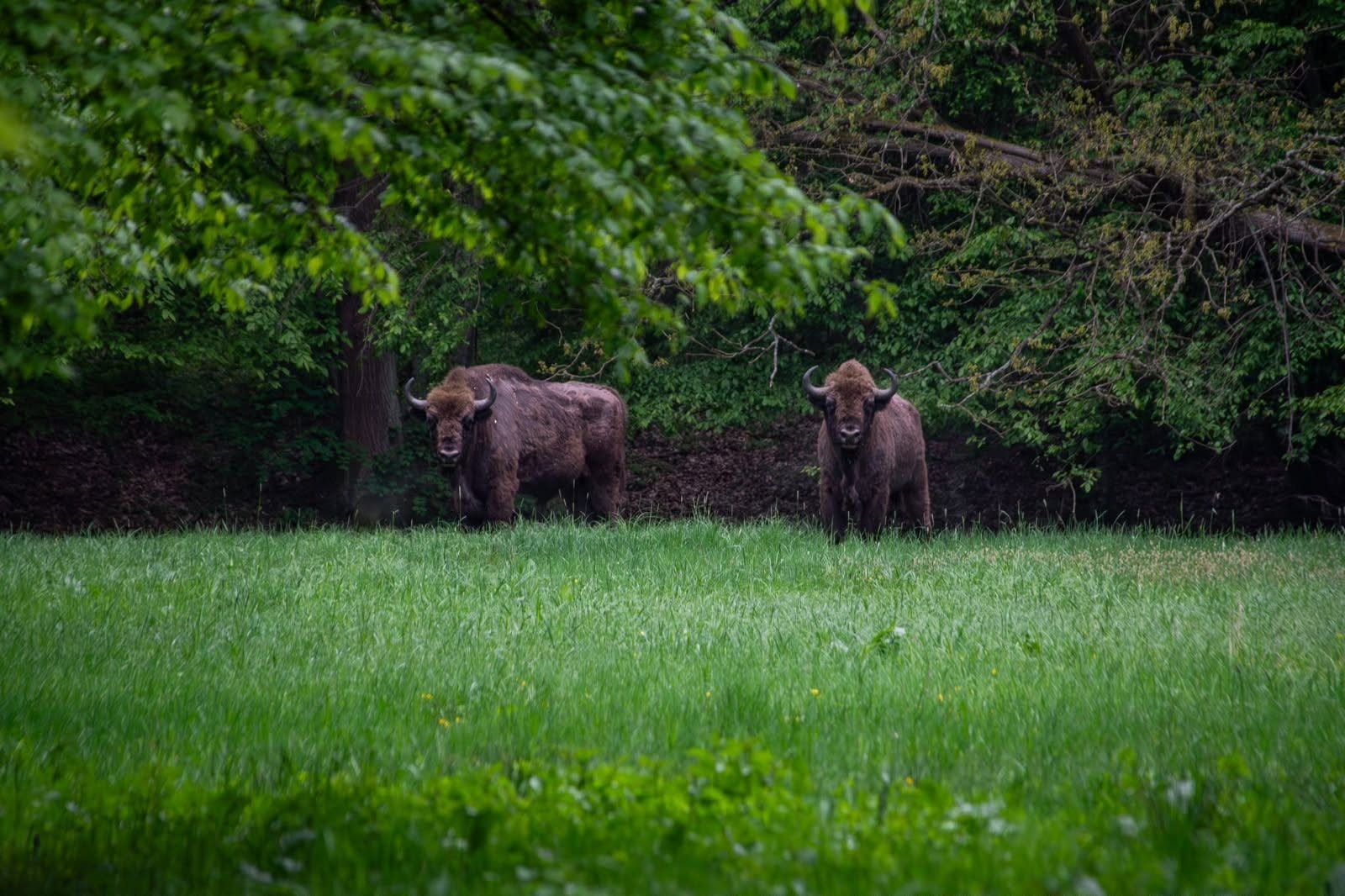 Żubry w Szklarni! Ponad 19,4 mln zł na wyjątkową inwestycję w naszym powiecie